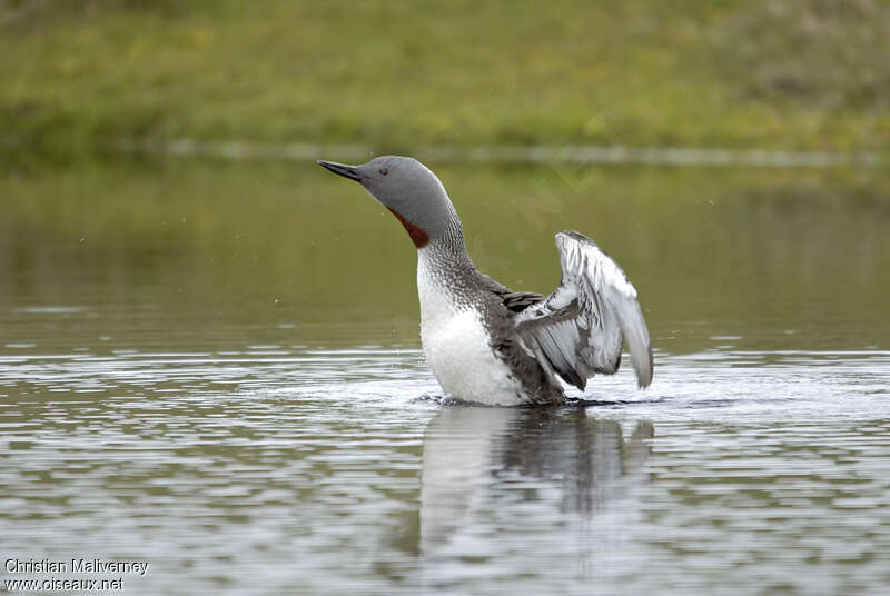 Red-throated Loonadult breeding, Behaviour