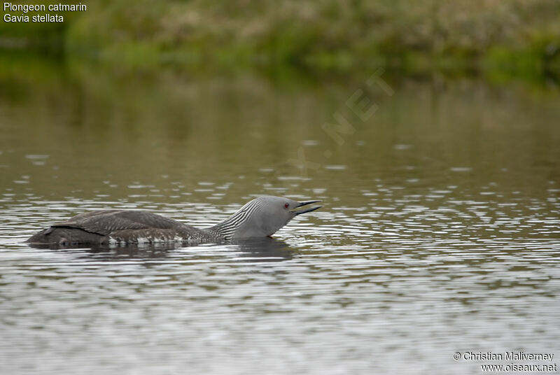 Plongeon catmarinadulte nuptial, identification, chant, Comportement