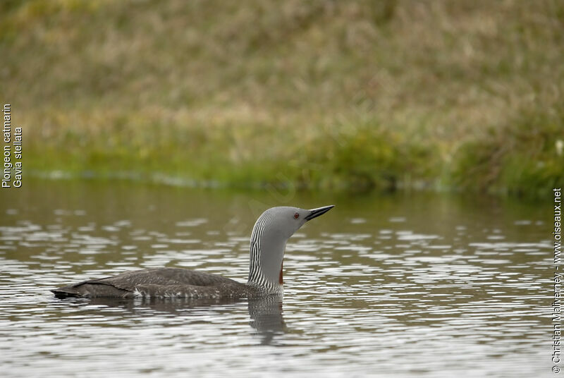 Red-throated Loonadult breeding, identification