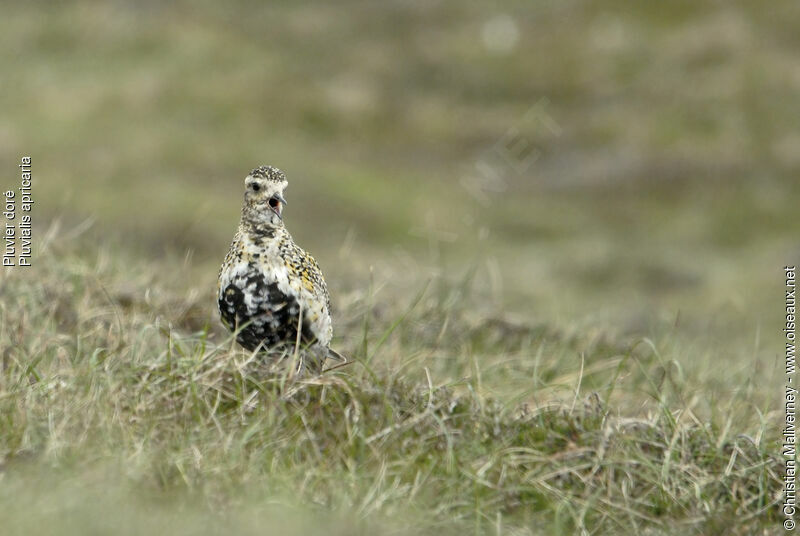 European Golden Plover male adult breeding, identification, song, Behaviour