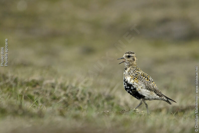 European Golden Plover male adult breeding, identification, song, Behaviour