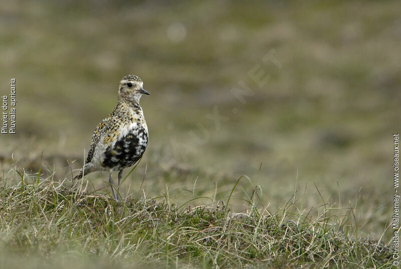 European Golden Plover male adult breeding, identification