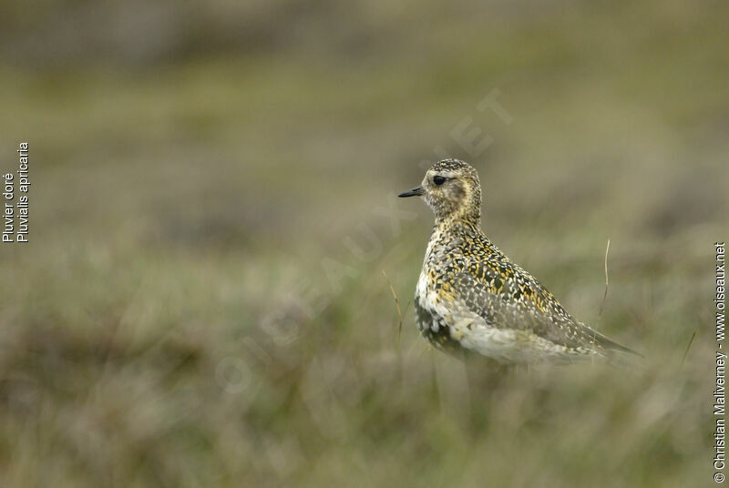 European Golden Plover male adult breeding, identification