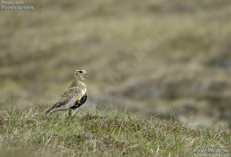 European Golden Plover male adult breeding, identification, song, Behaviour