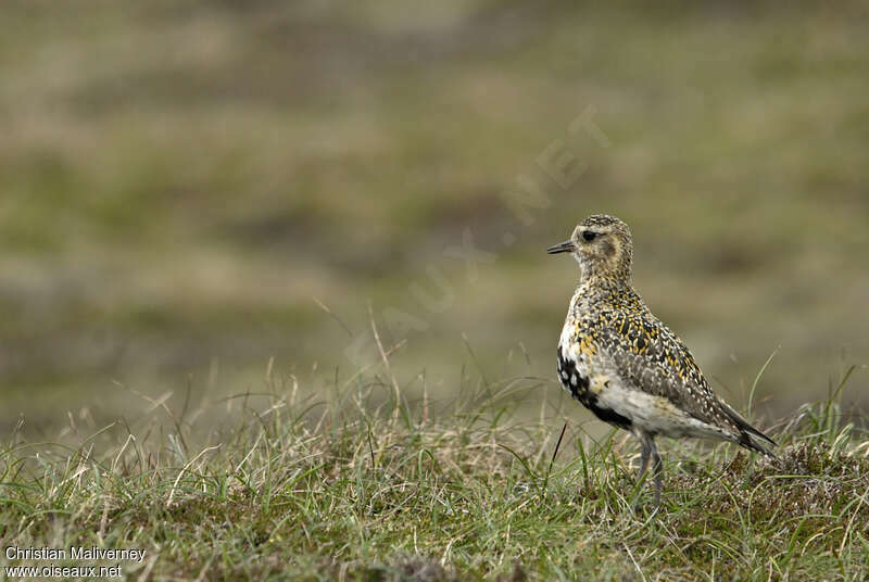 European Golden Plover female adult breeding, identification, song, Behaviour