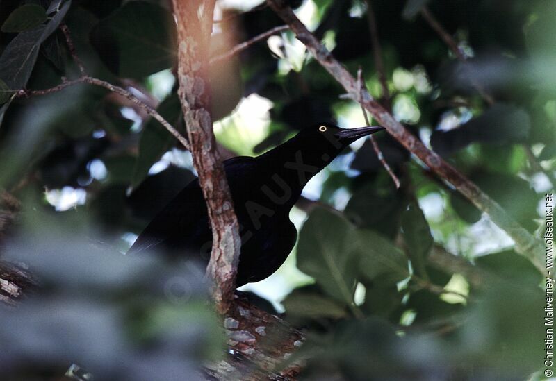 Great-tailed Grackleadult