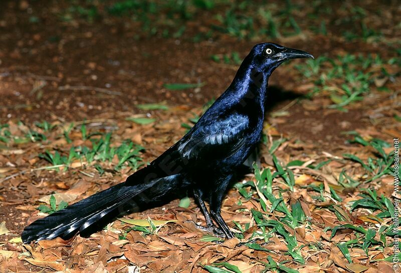 Great-tailed Grackleadult