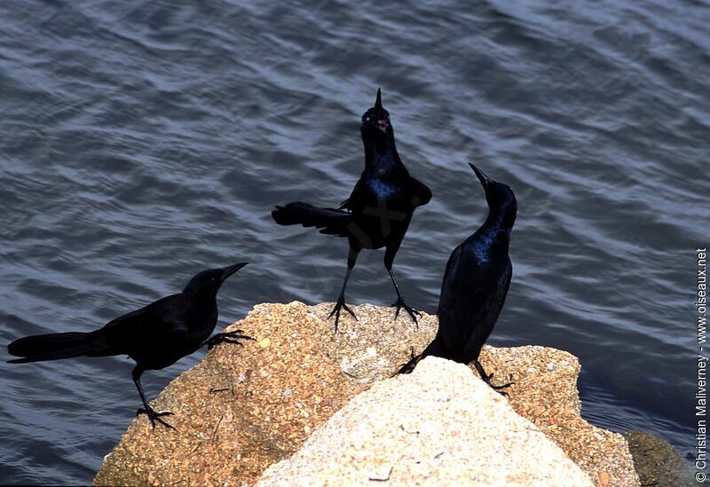 Common Grackleadult