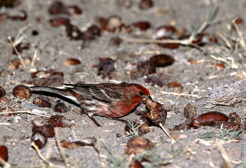 Purple Finch male adult