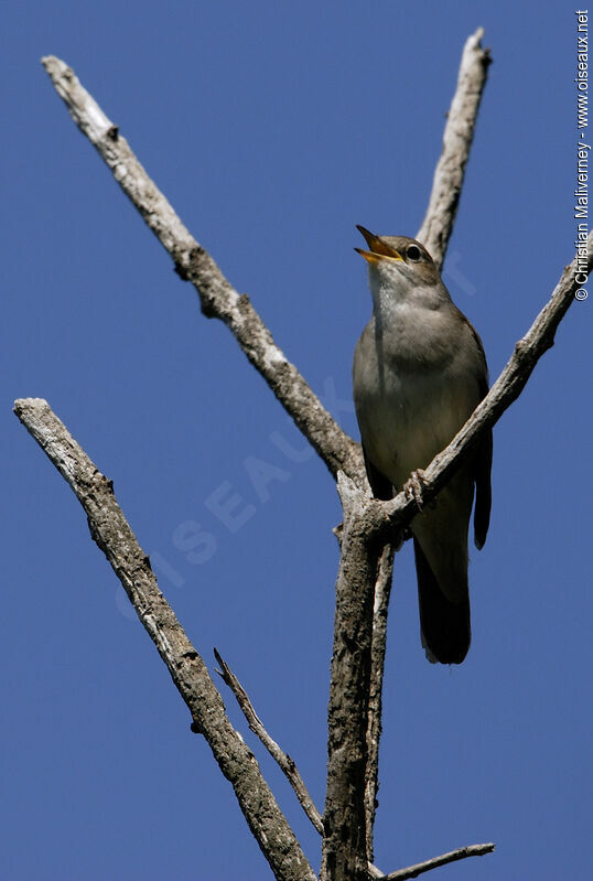 Common Nightingale male adult, song