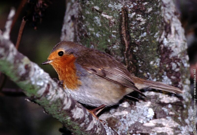 European Robinadult