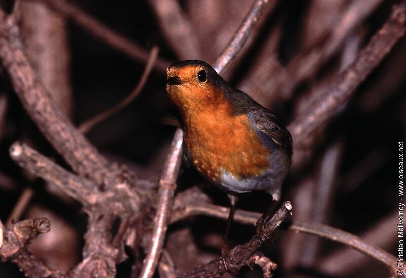 European Robinadult