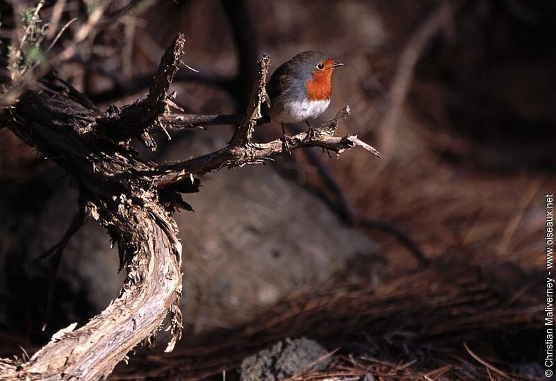 European Robinadult