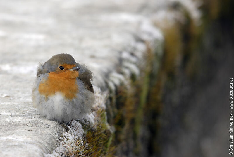 European Robinadult, identification