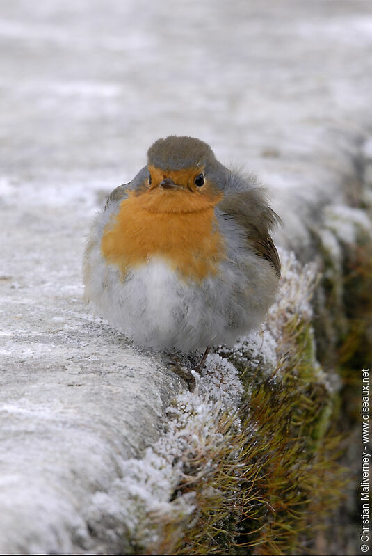 European Robinadult, identification