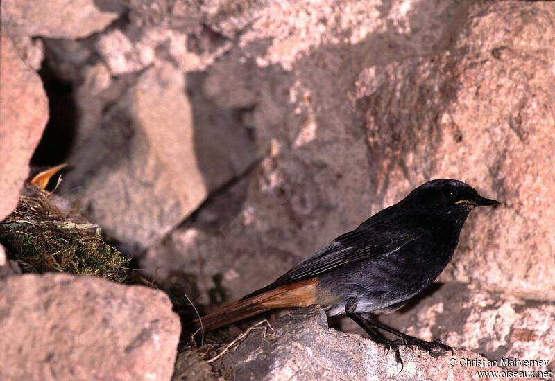 Black Redstart male adult breeding