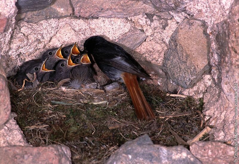 Black Redstart male adult breeding