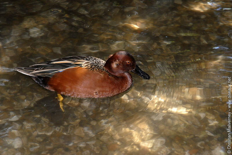 Cinnamon Teal male adult breeding