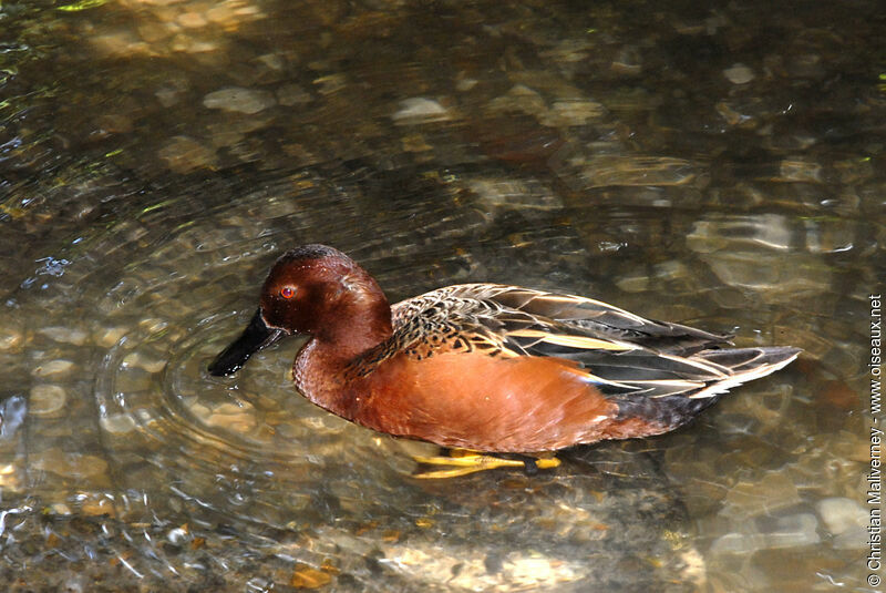 Cinnamon Teal male adult breeding