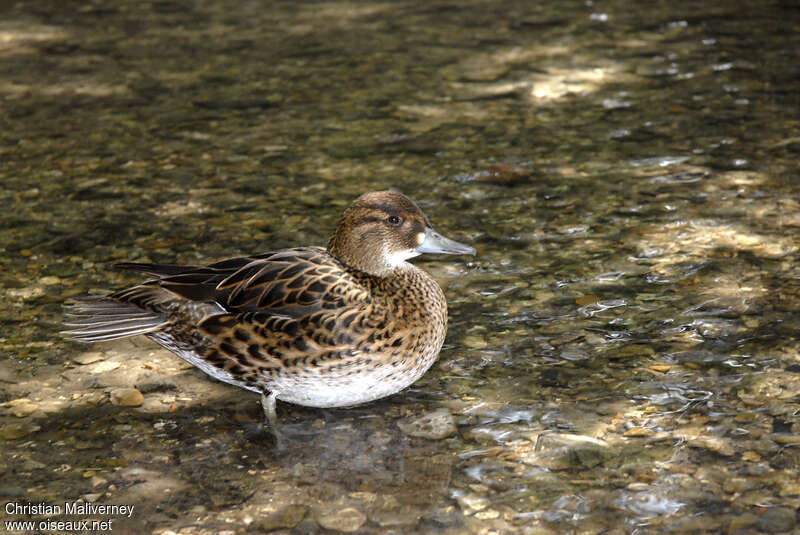 Baikal Teal female adult breeding, identification