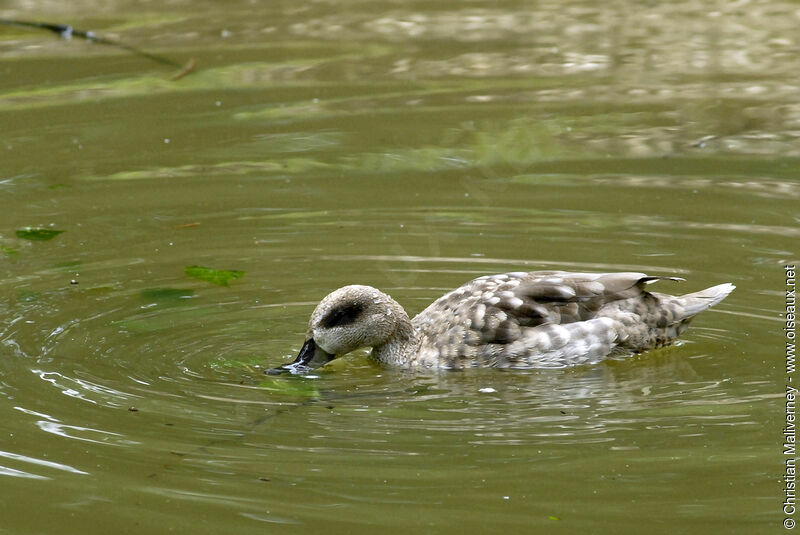 Marbled Duckadult