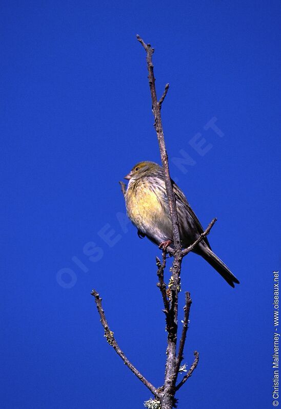 Serin des Canaries mâle adulte