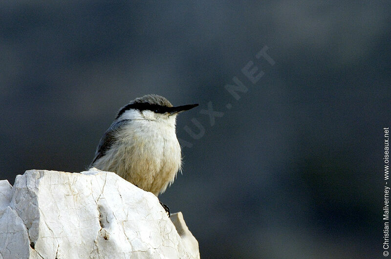 Sittelle de Neumayeradulte