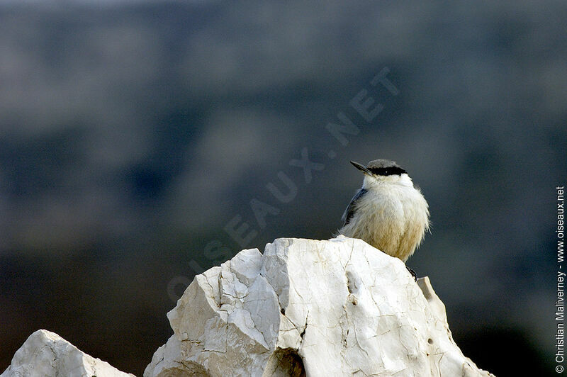 Sittelle de Neumayeradulte