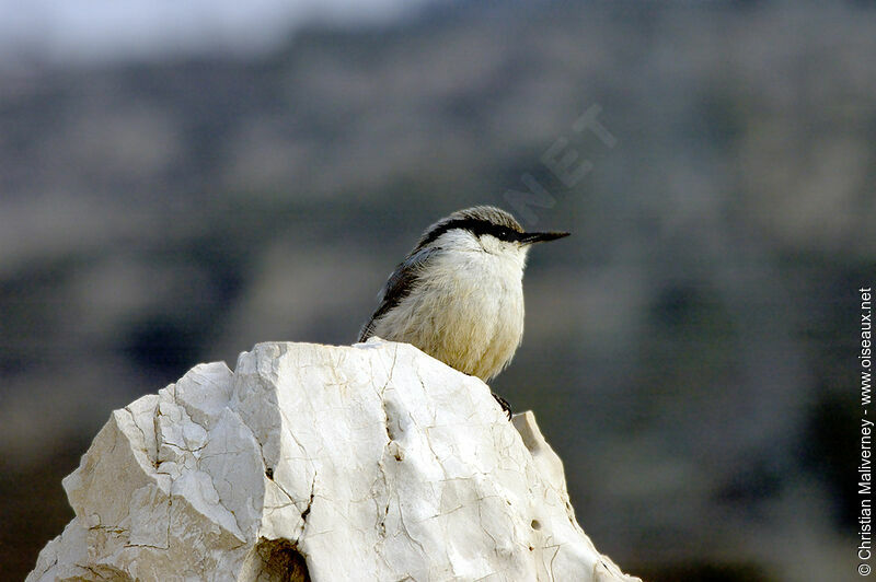 Sittelle de Neumayeradulte