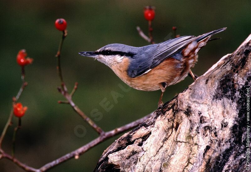 Eurasian Nuthatchadult