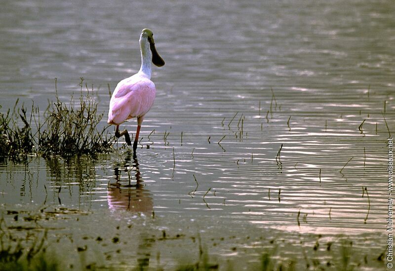 Roseate Spoonbilladult post breeding