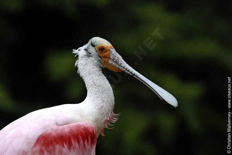 Roseate Spoonbilladult, identification