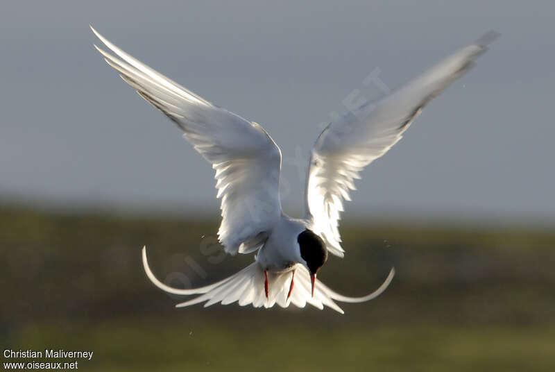 Arctic Ternadult breeding, Flight, fishing/hunting