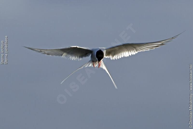 Arctic Ternadult breeding, identification, Flight, Behaviour