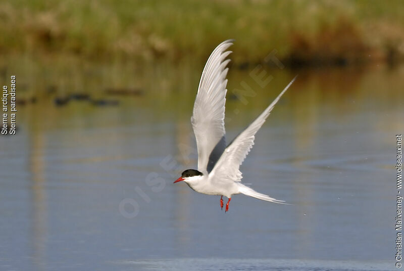 Arctic Ternadult breeding, Flight