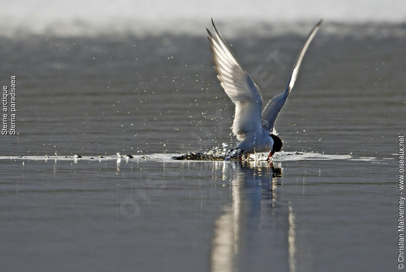 Arctic Ternadult breeding, Flight, Behaviour