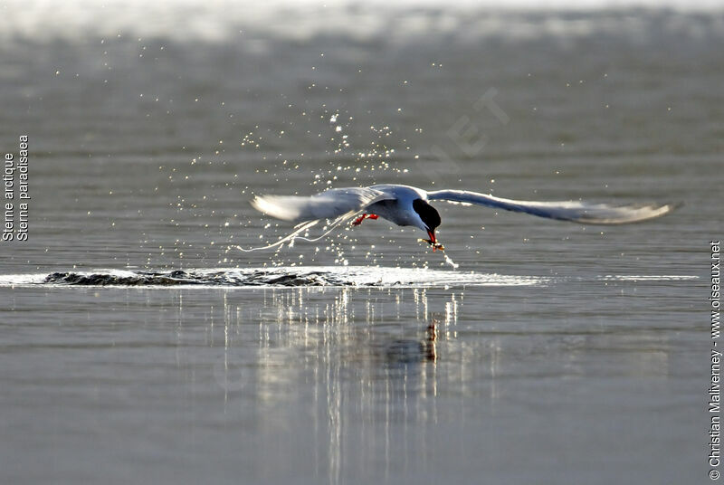 Arctic Ternadult breeding, identification, Flight, feeding habits, Behaviour