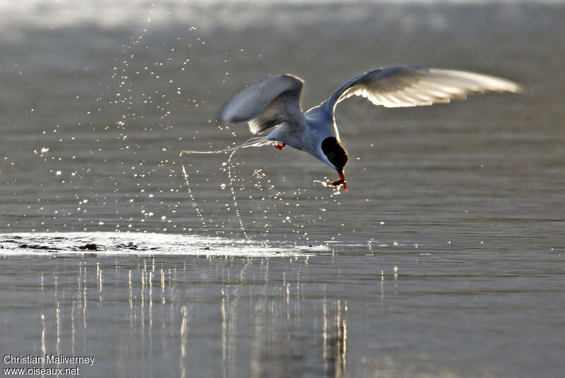 Arctic Ternadult breeding, fishing/hunting, Behaviour