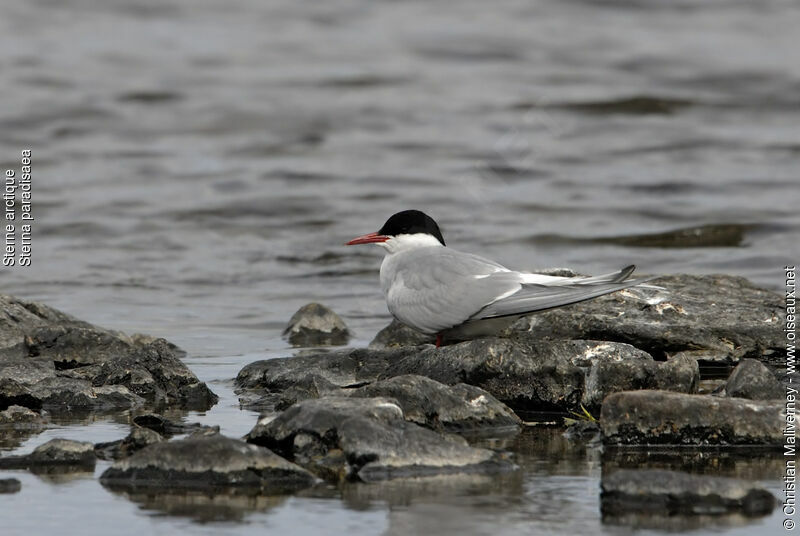 Arctic Ternadult breeding, identification