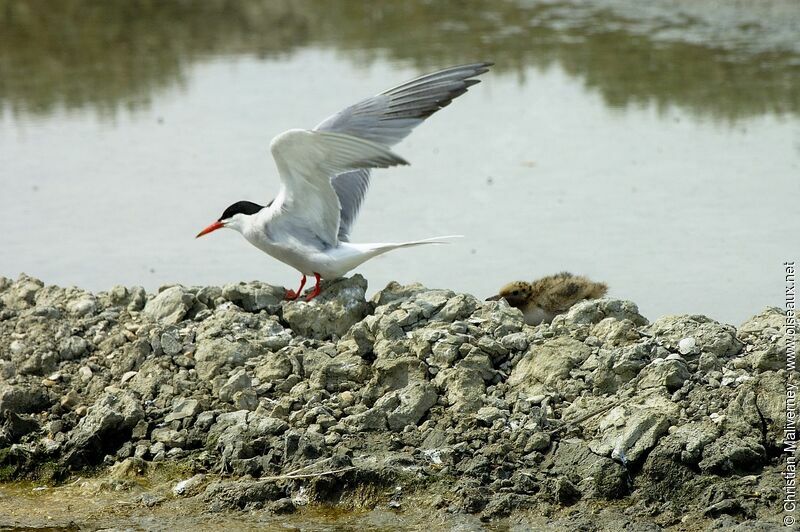 Common Ternadult breeding