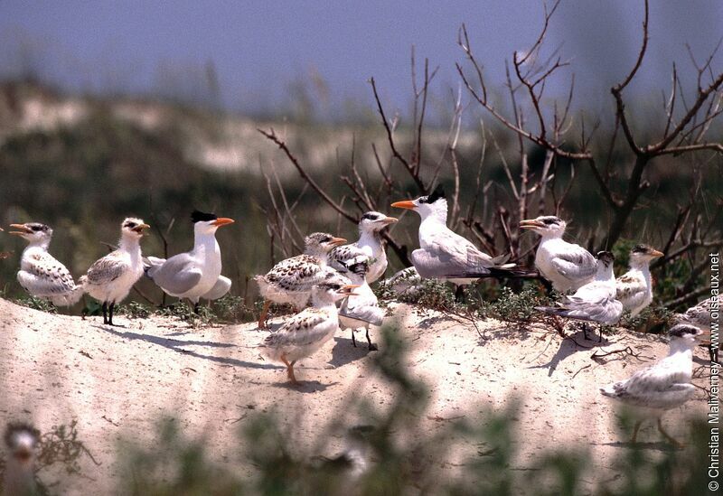 Royal Tern