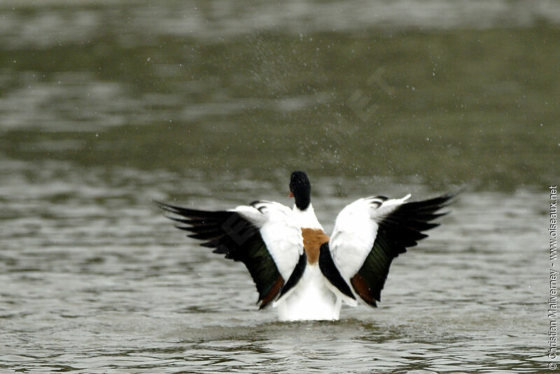 Common Shelduckadult breeding