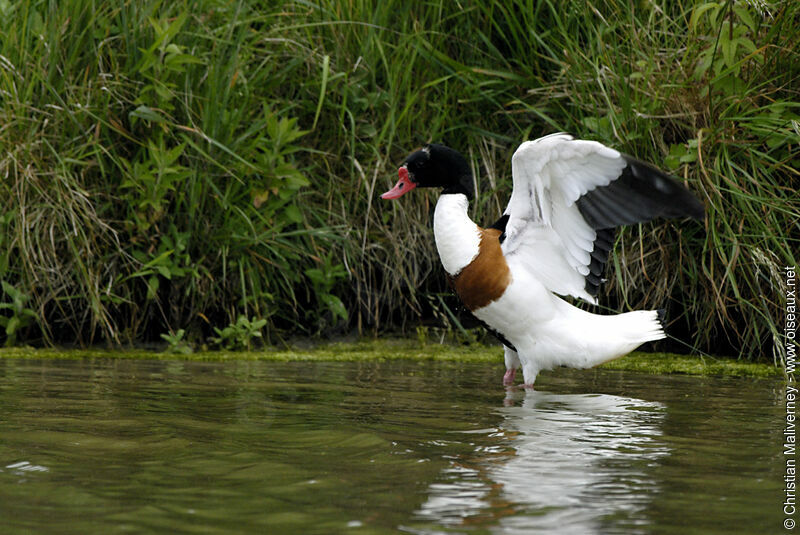 Common Shelduckadult breeding