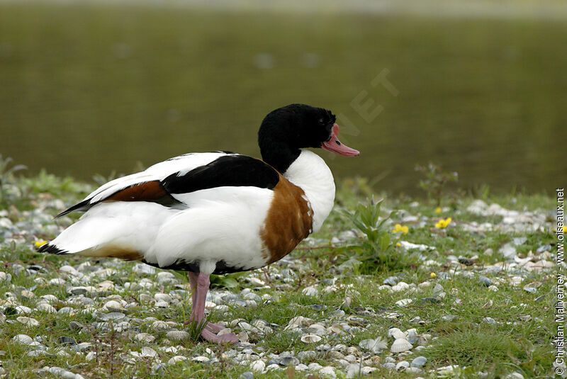 Common Shelduckadult breeding