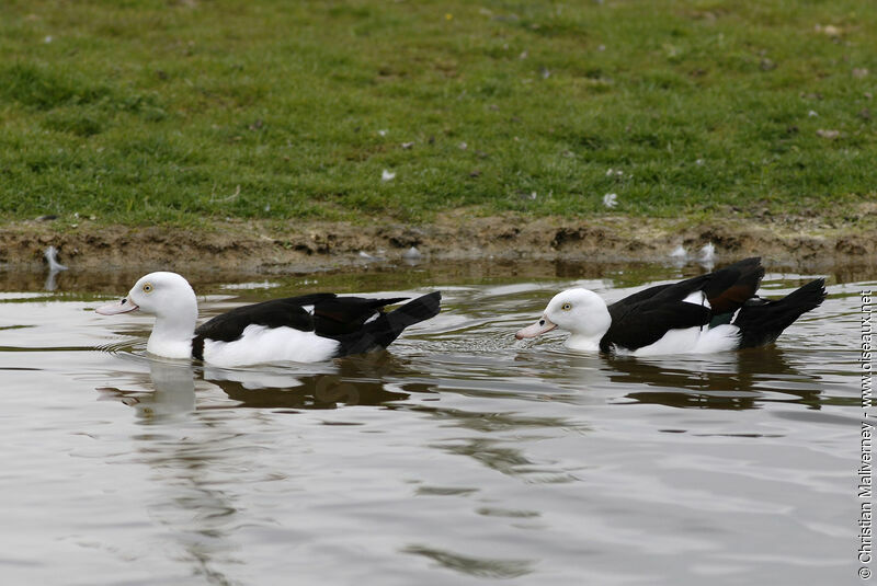 Radjah Shelduckadult, identification