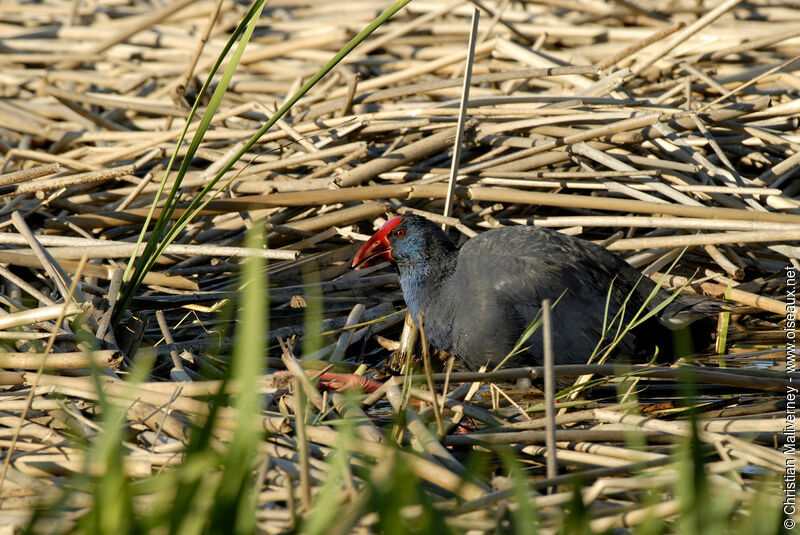 Western Swamphenadult