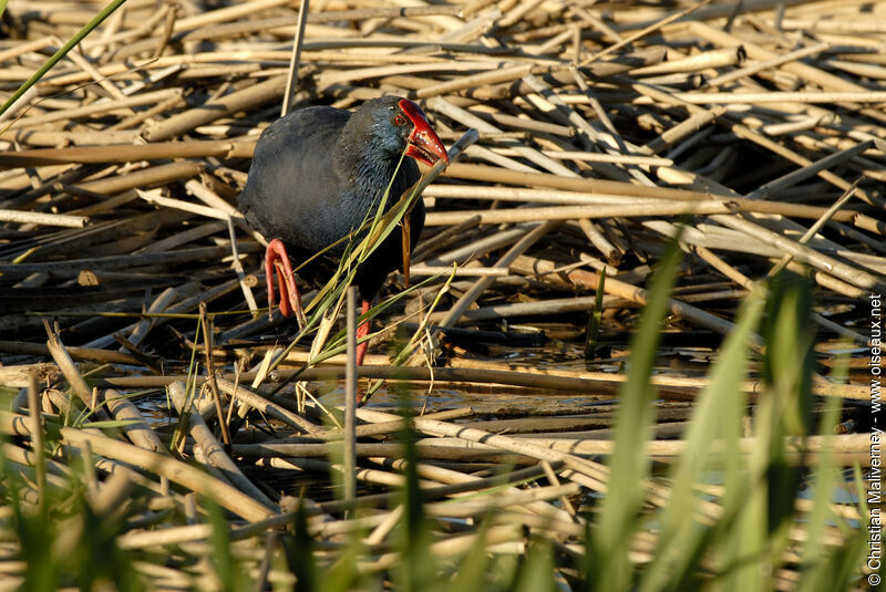 Western Swamphenadult