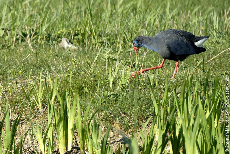 Western Swamphenadult