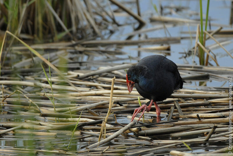 Western Swamphenadult