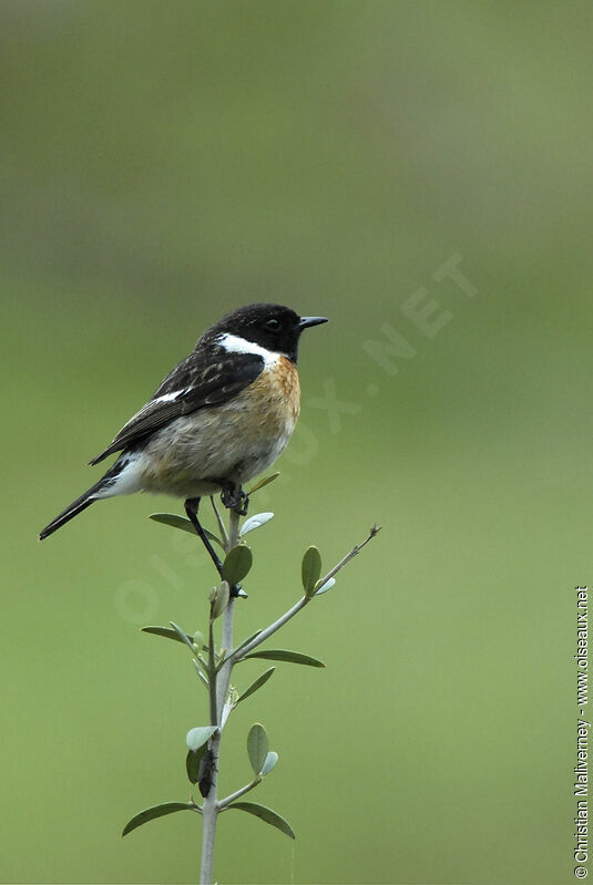 European Stonechat male adult breeding